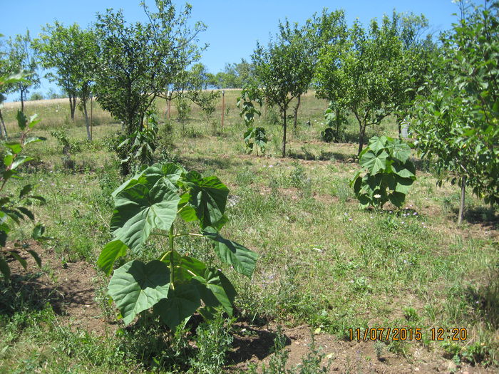 Picture 3806 - Paulownia Tomentosa 2014-2016