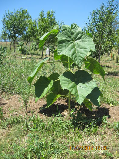 Picture 3808 - Paulownia Tomentosa 2014-2016