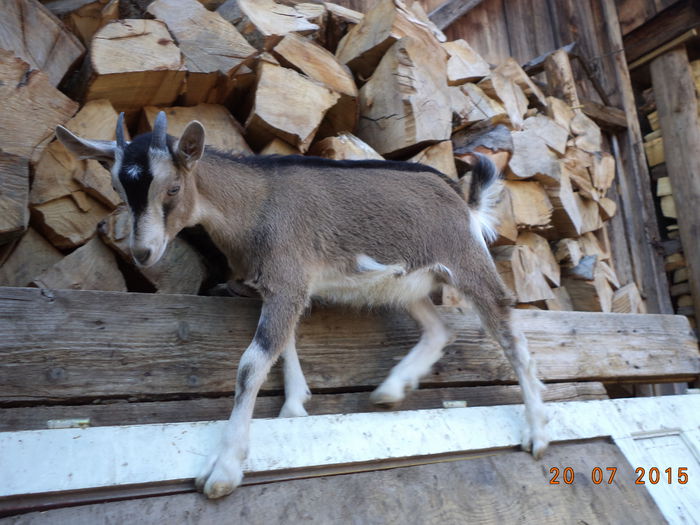 Bubulina s-a urcat pe o usa-1