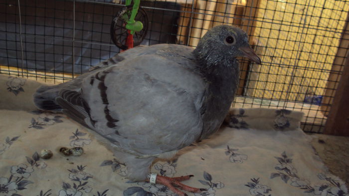DSC07271 - 03_texan