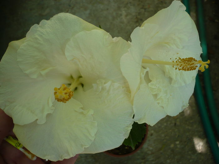 P1230181