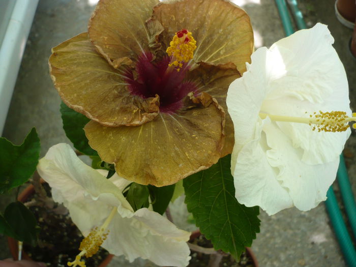 P1230185