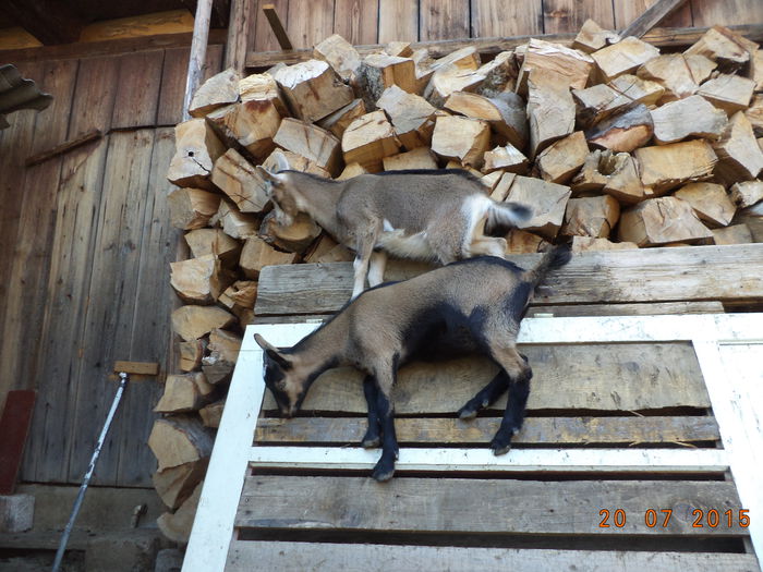 Echilibru la inaltime