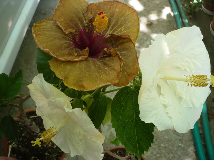 P1230186