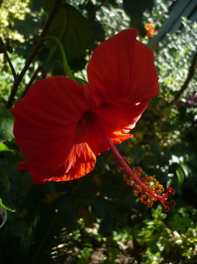P1230188