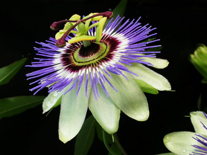 passiflora caerulea