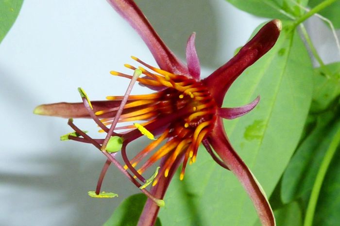 passiflora sunfire