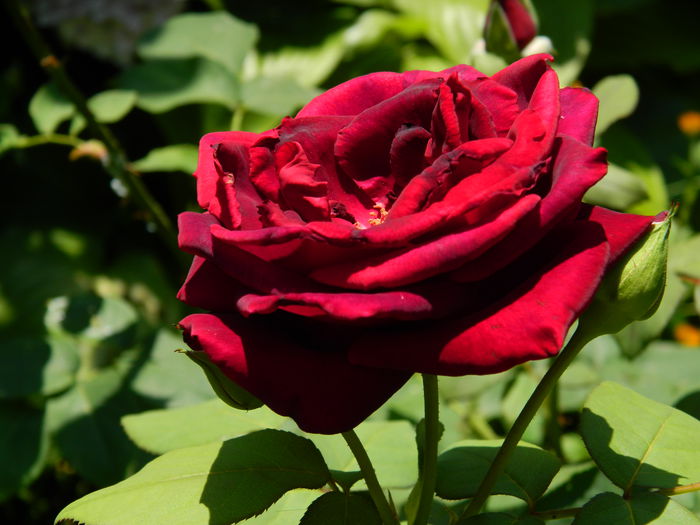 DSCN2037 - 2015_ IULIE