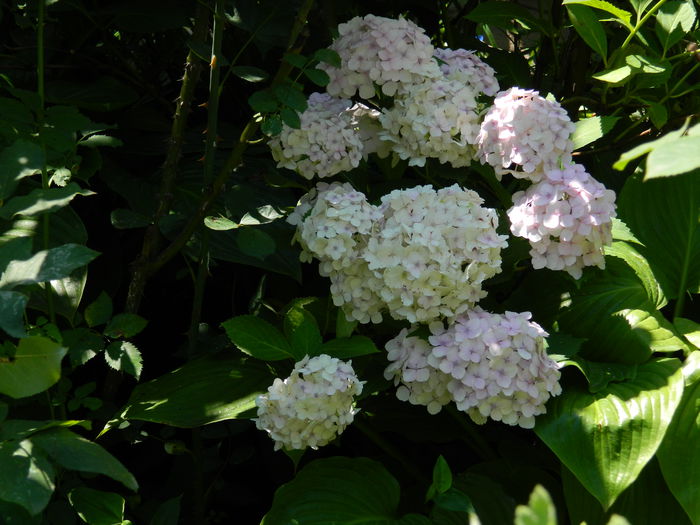 DSCN2038 - 2015_ IULIE