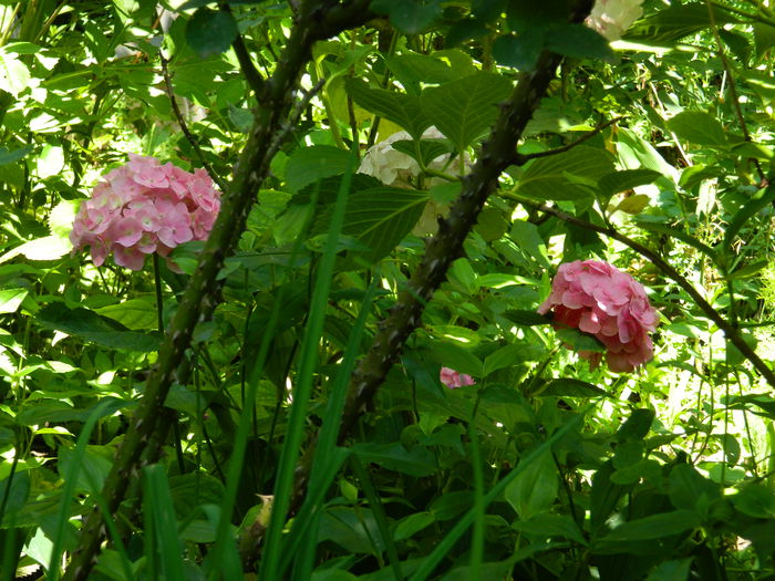 DSCN2062 - 2015_ IULIE