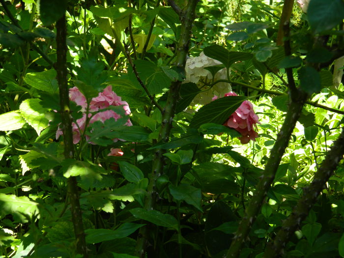 DSCN2063 - 2015_ IULIE