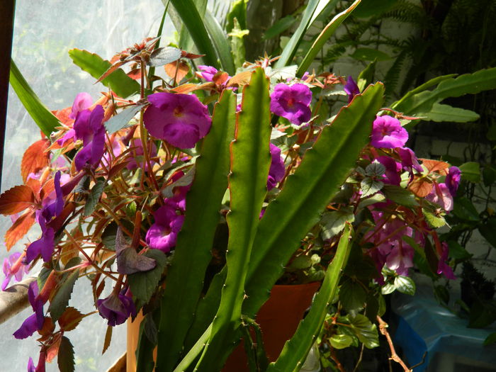 DSCN2066 - 2015_ IULIE