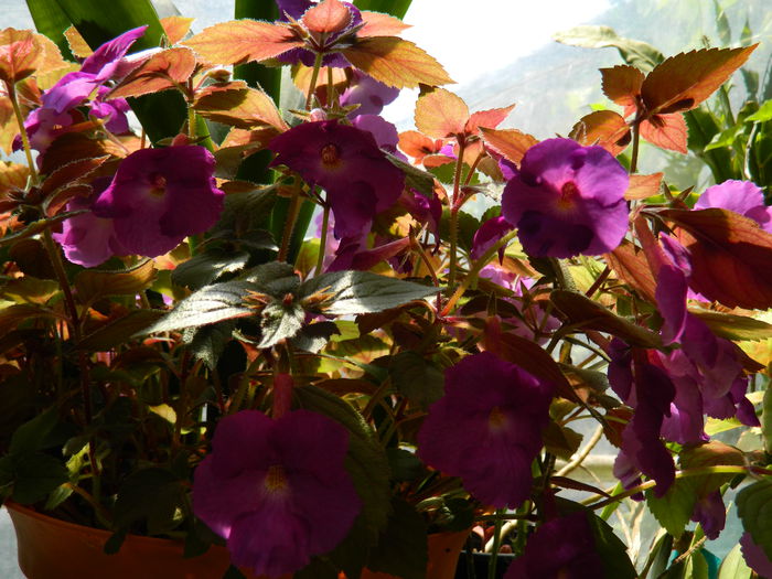 DSCN2067 - 2015_ IULIE