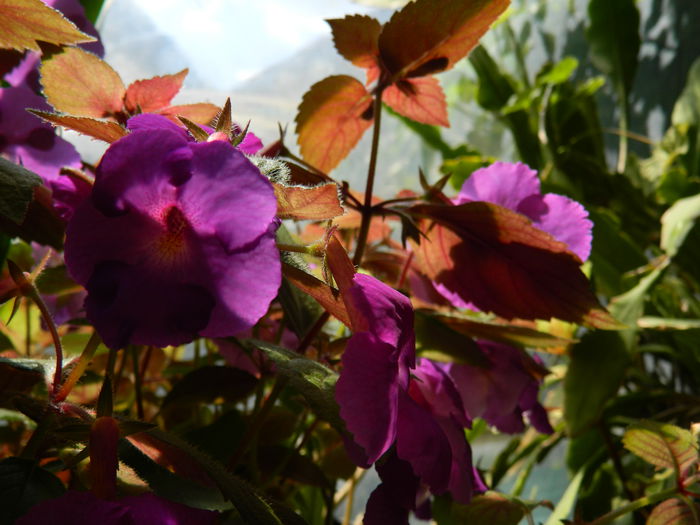 DSCN2068 - 2015_ IULIE