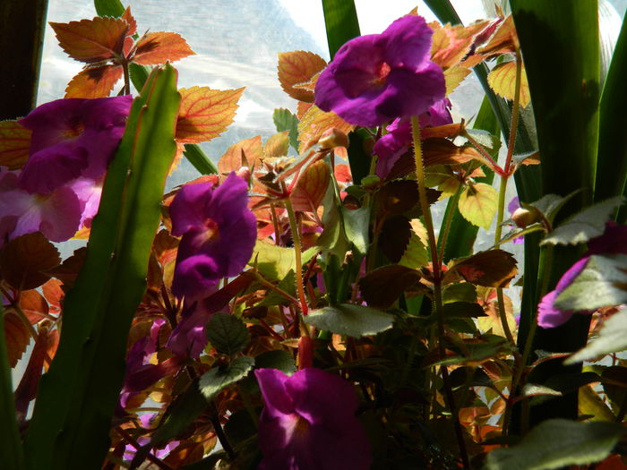 DSCN2069 - 2015_ IULIE