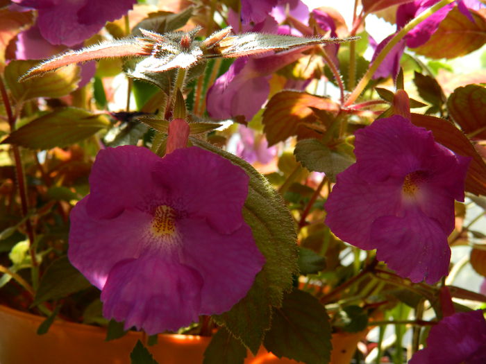 DSCN2070 - 2015_ IULIE