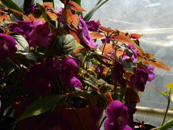 DSCN2071 - 2015_ IULIE