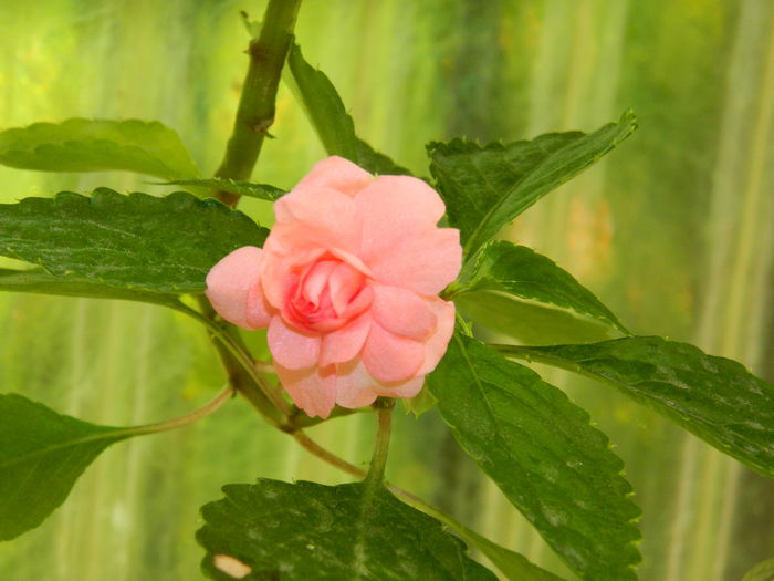 DSCN2076 - 2015_ IULIE