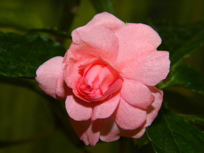 DSCN2078 - 2015_ IULIE