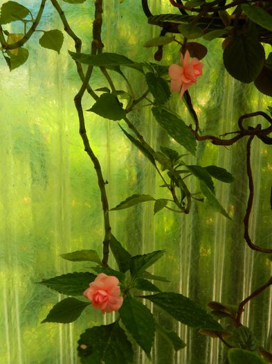 DSCN2079 - 2015_ IULIE