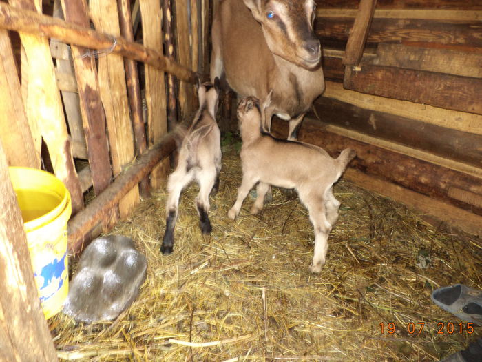 Iezisorii de la Cezar