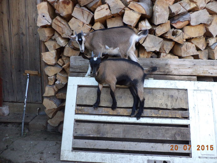 Obraznice ca niste capre