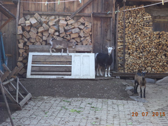 Steluta cu iedutele-123