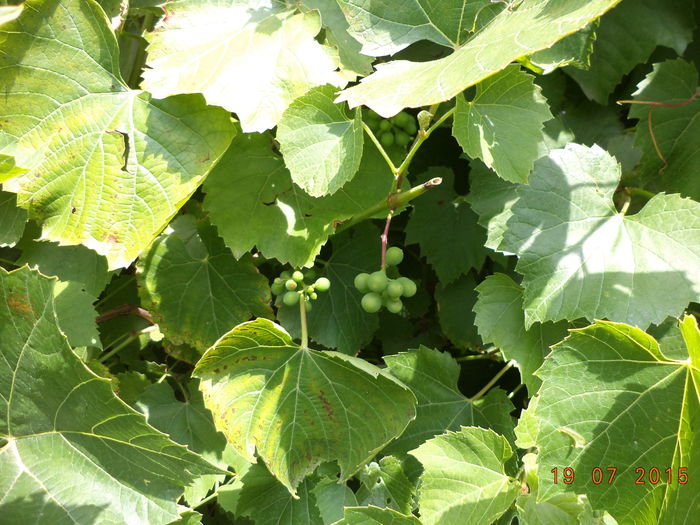 Strugurei de Toplita