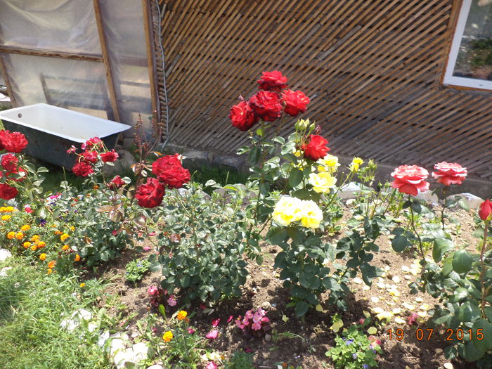 Trandafiri infloriti-1