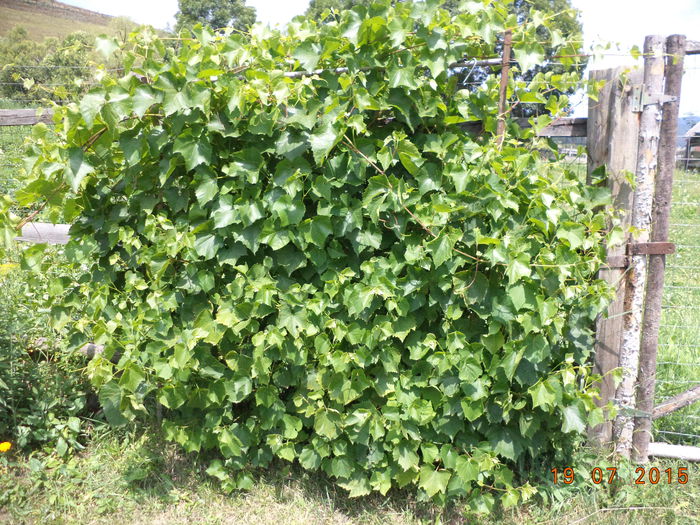 Vita de vie de Toplita