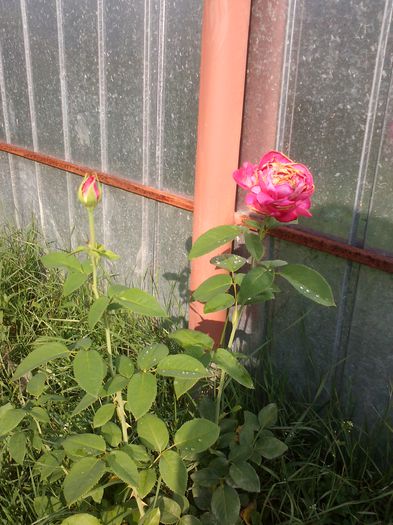CAM01020 - trandafiri 2015