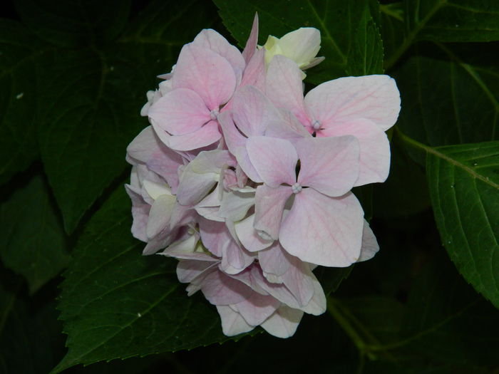 DSCN2182 - 2015_IULIE_2