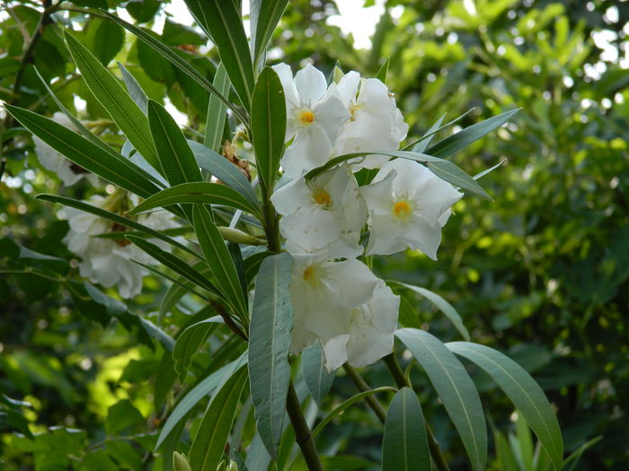 DSCN2186 - 2015_IULIE_2