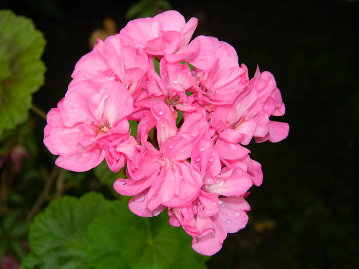 DSCN2202 - 2015_IULIE_2