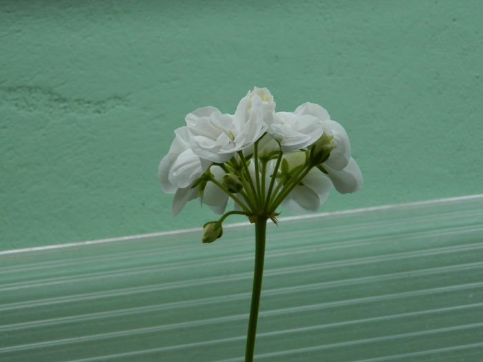 DSCN2204 - 2015_IULIE_2