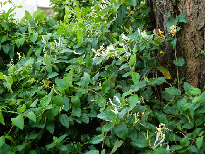 DSCN2206 - 2015_IULIE_2