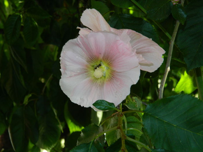 DSCN2207 - 2015_IULIE_2