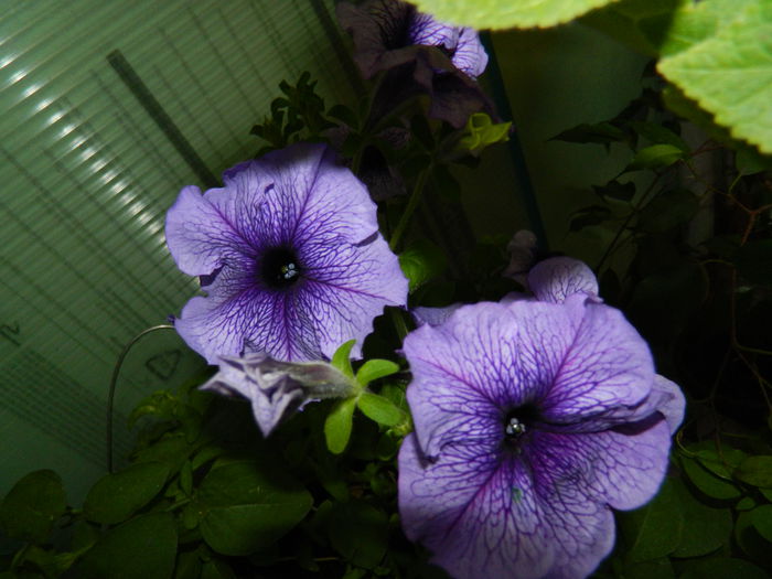 DSCN2220 - 2015_IULIE_2