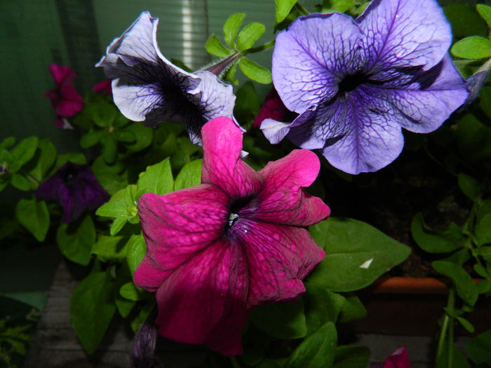 DSCN2222 - 2015_IULIE_2