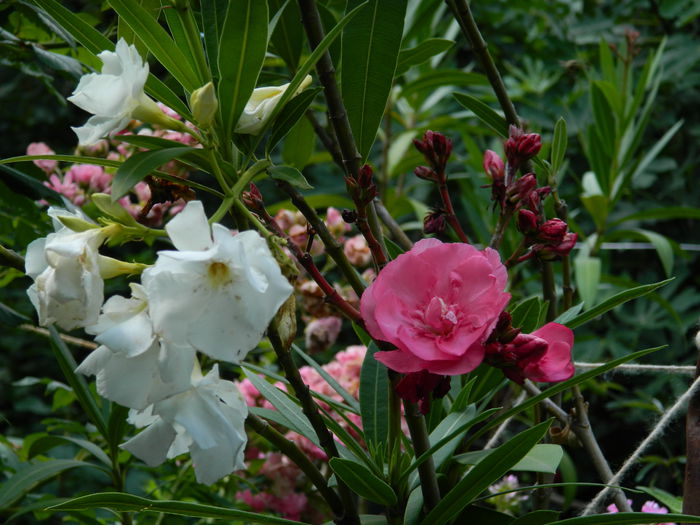 DSCN2234 - 2015_IULIE_2