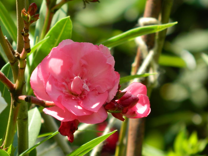 DSCN2239 - 2015_IULIE_2