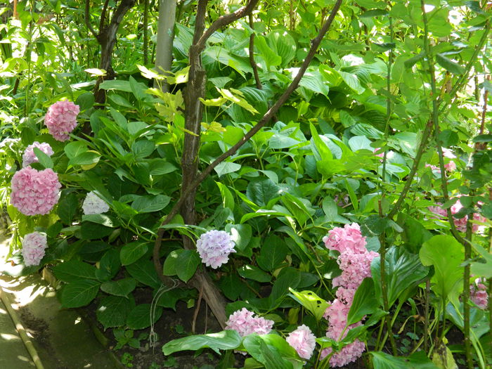 DSCN2241 - 2015_IULIE_2