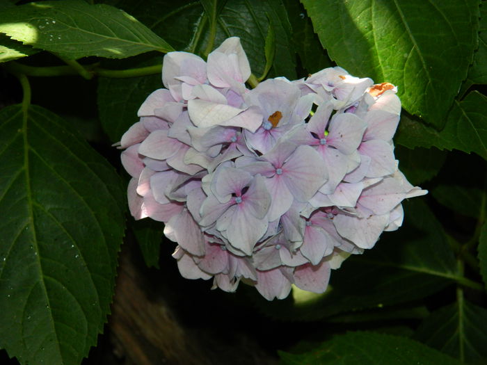 DSCN2244 - 2015_IULIE_2