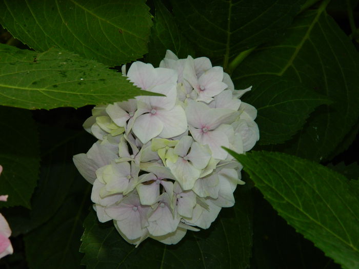 DSCN2245 - 2015_IULIE_2