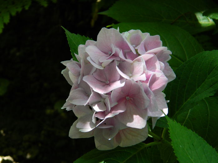 DSCN2247 - 2015_IULIE_2