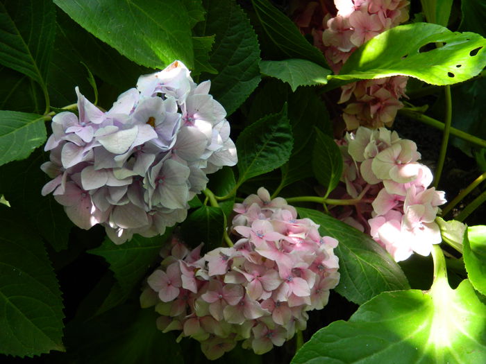 DSCN2249 - 2015_IULIE_2