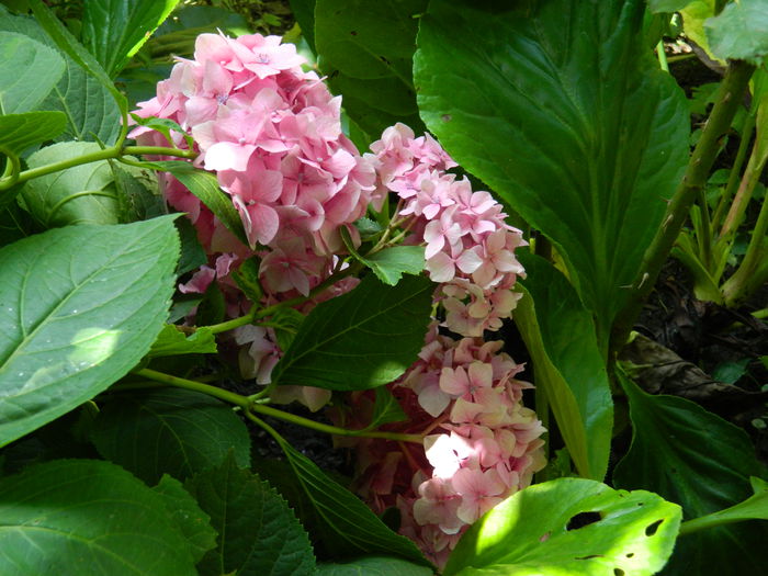 DSCN2250 - 2015_IULIE_2