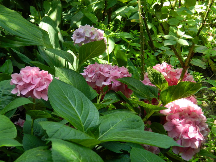 DSCN2251 - 2015_IULIE_2