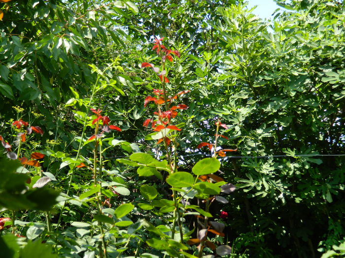 DSCN2255 - 2015_IULIE_2