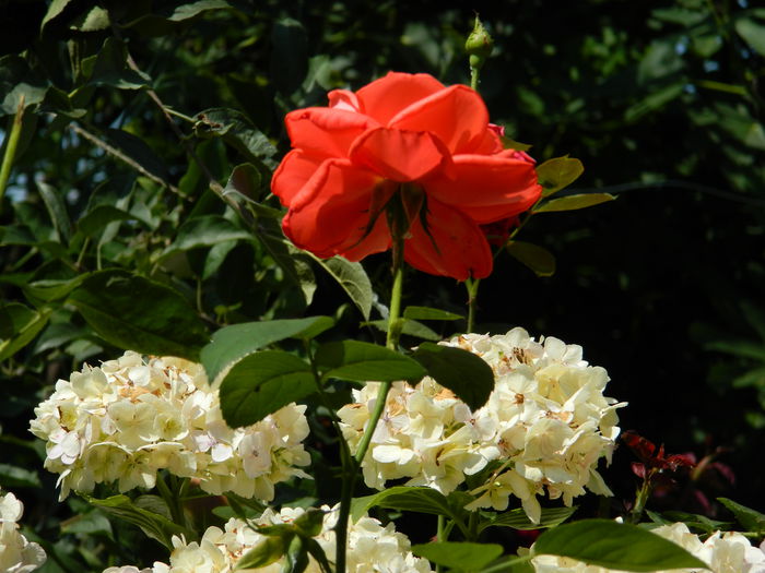 DSCN2258 - 2015_IULIE_2